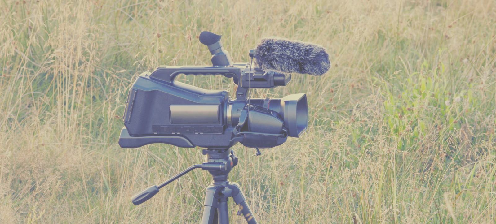 Film, Nature et Société