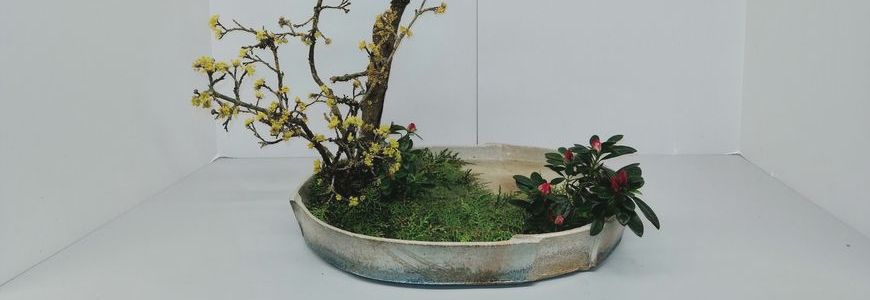 Ikebana Discovery Workshops