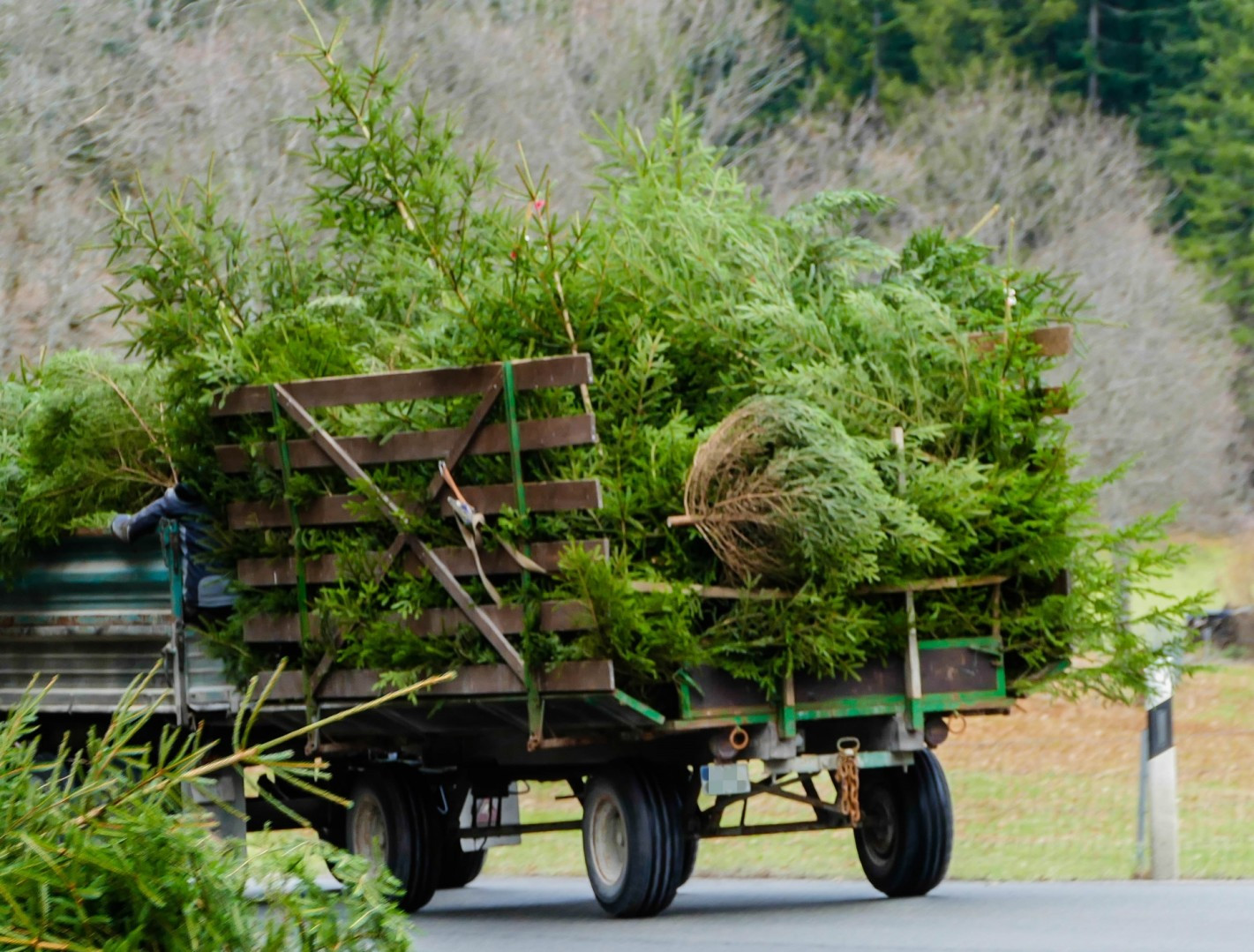 Christmas Tree Collection