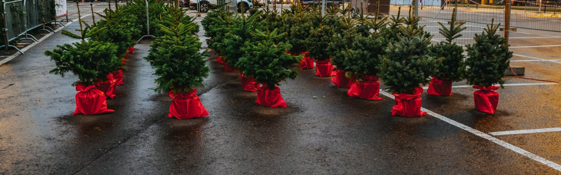 Vente des sapins de Noël