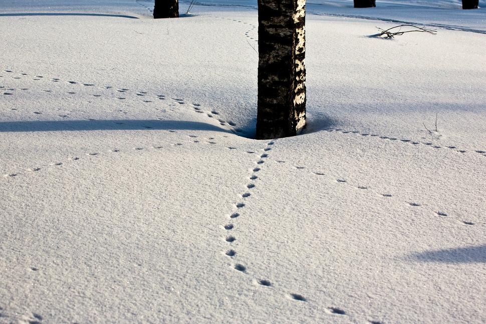 Walk on the Animal Tracks