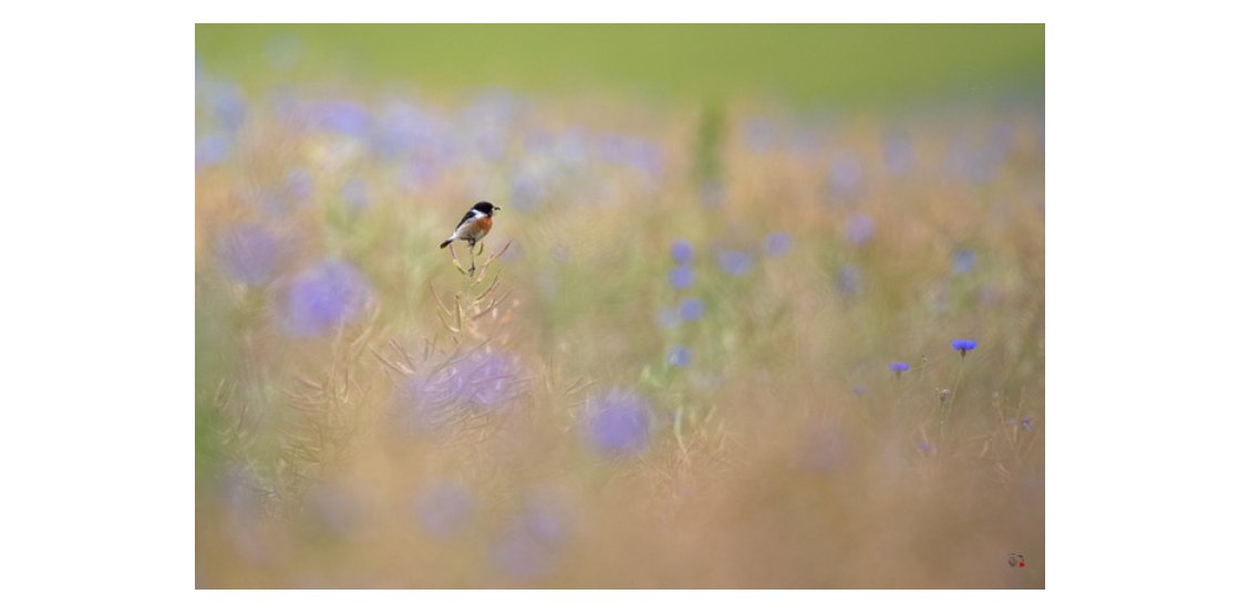 Georges Barré - Nature Photographer Author