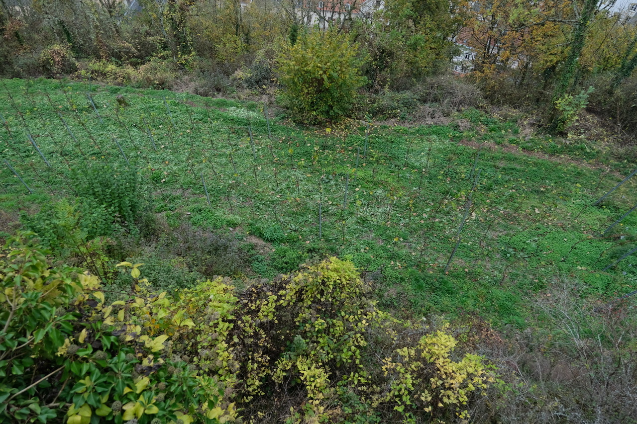 Wild Herbs Tour