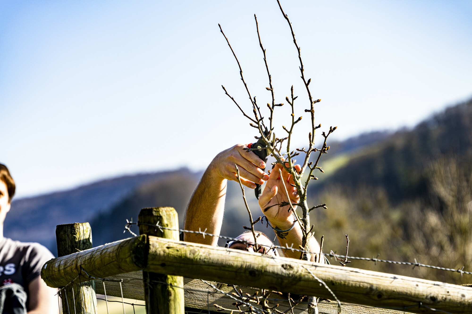 Pruning Young Fruit Trees (<10 years)