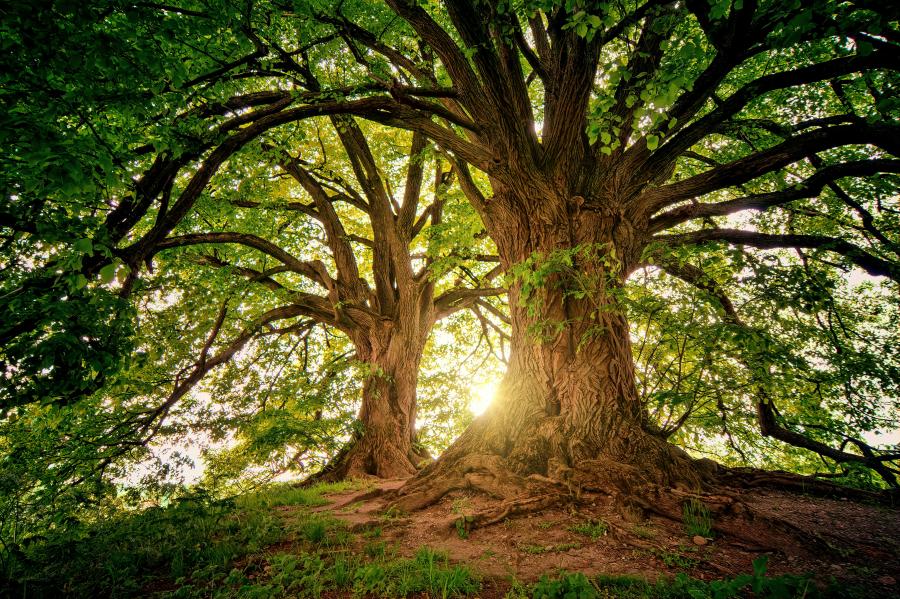 Quand les artistes sortent les arbres du bois