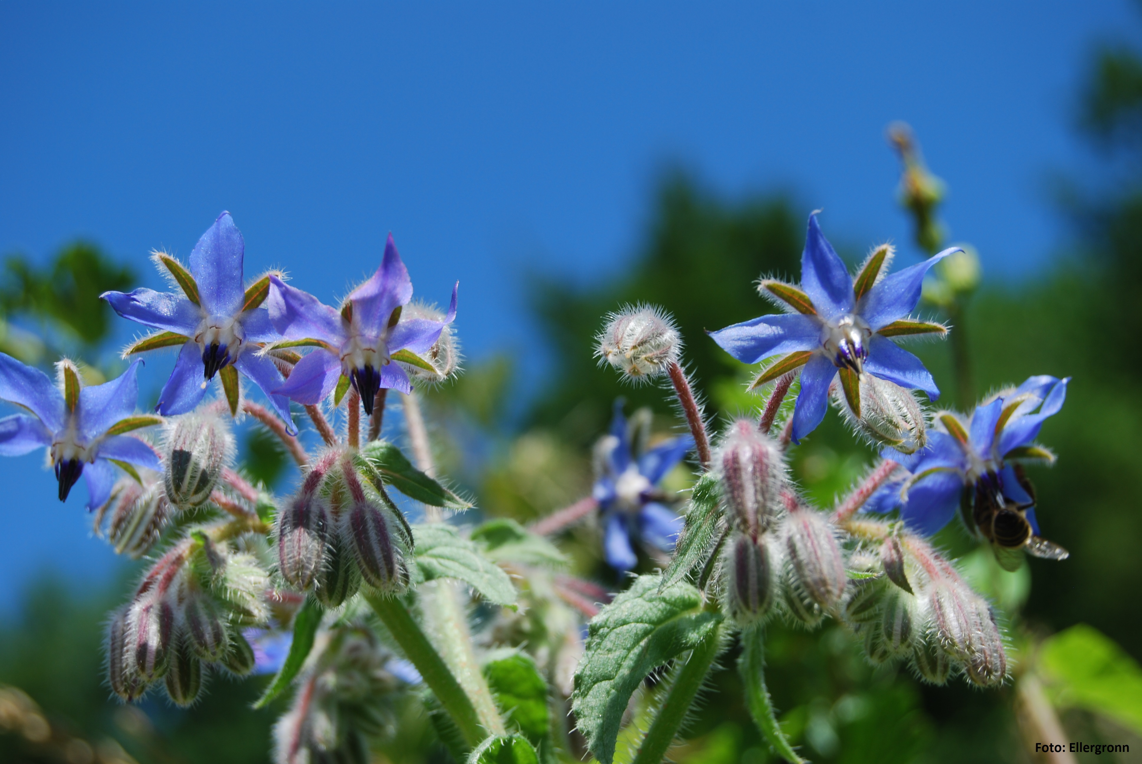 Herbs, Trees and Other Plants