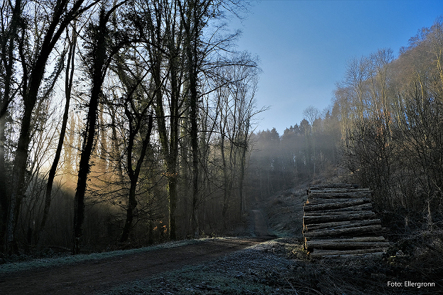 The forest of the future