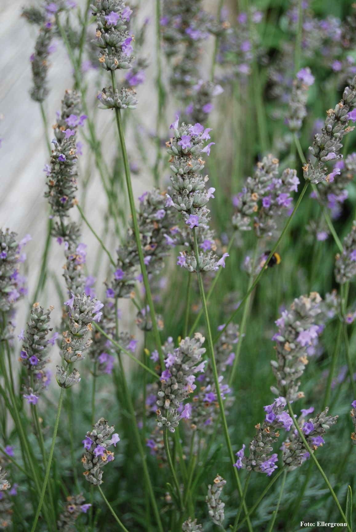 Wild Herb Distillation