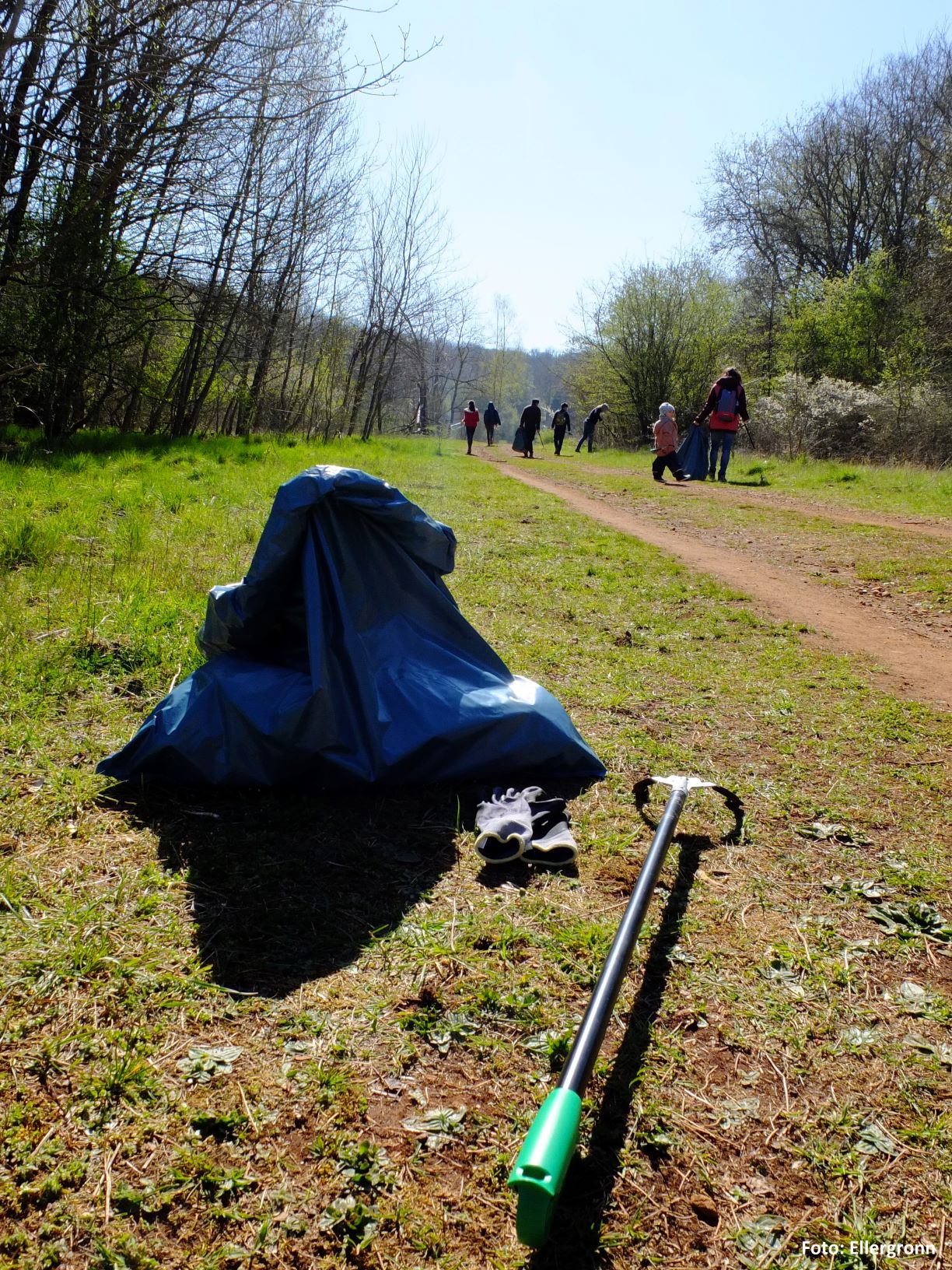 Forest Cleanup