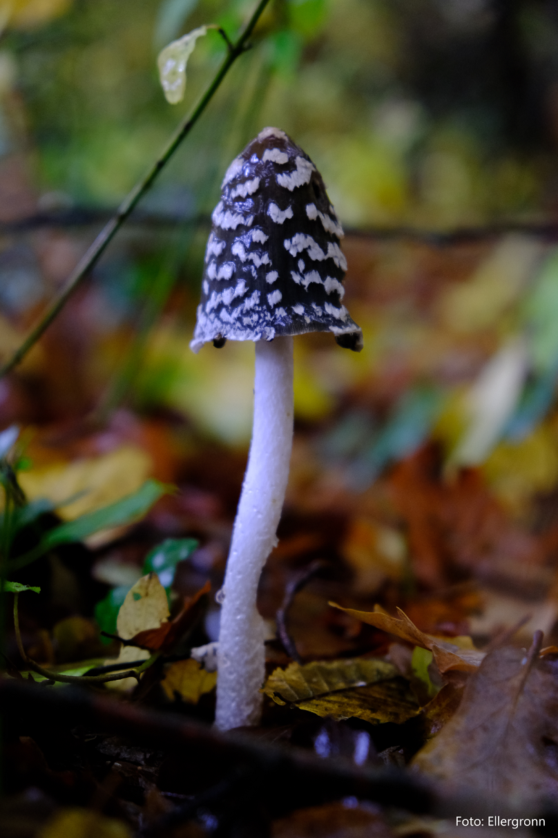 Guided Walk on Mushrooms