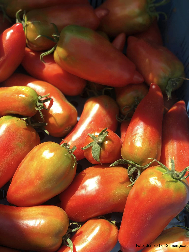 Growing Your Own Vegetables: Tomatoes