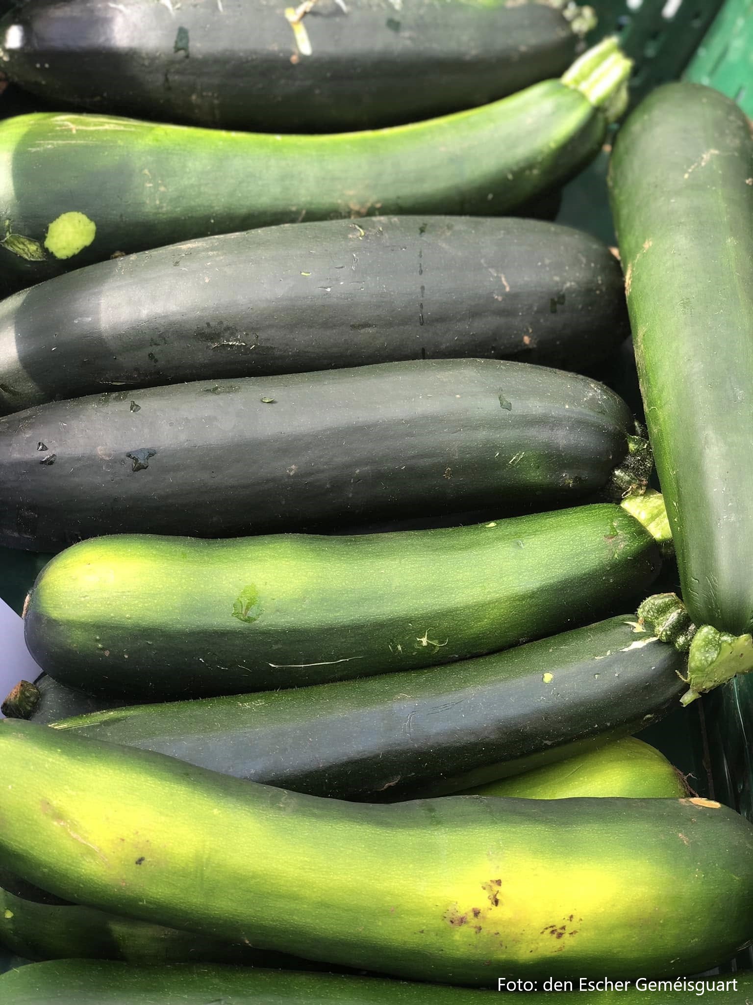 Growing Your Own Vegetables: The Squash Family