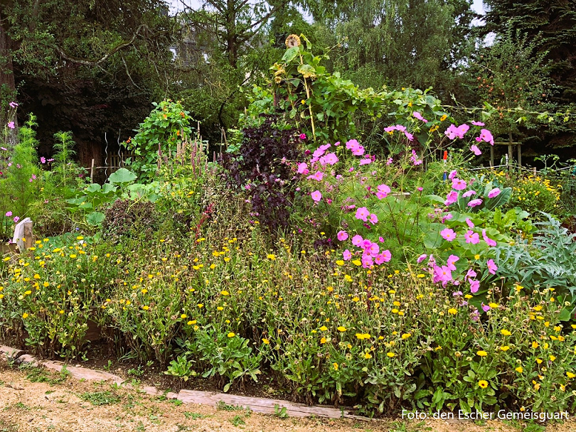 Flowers in the Garden