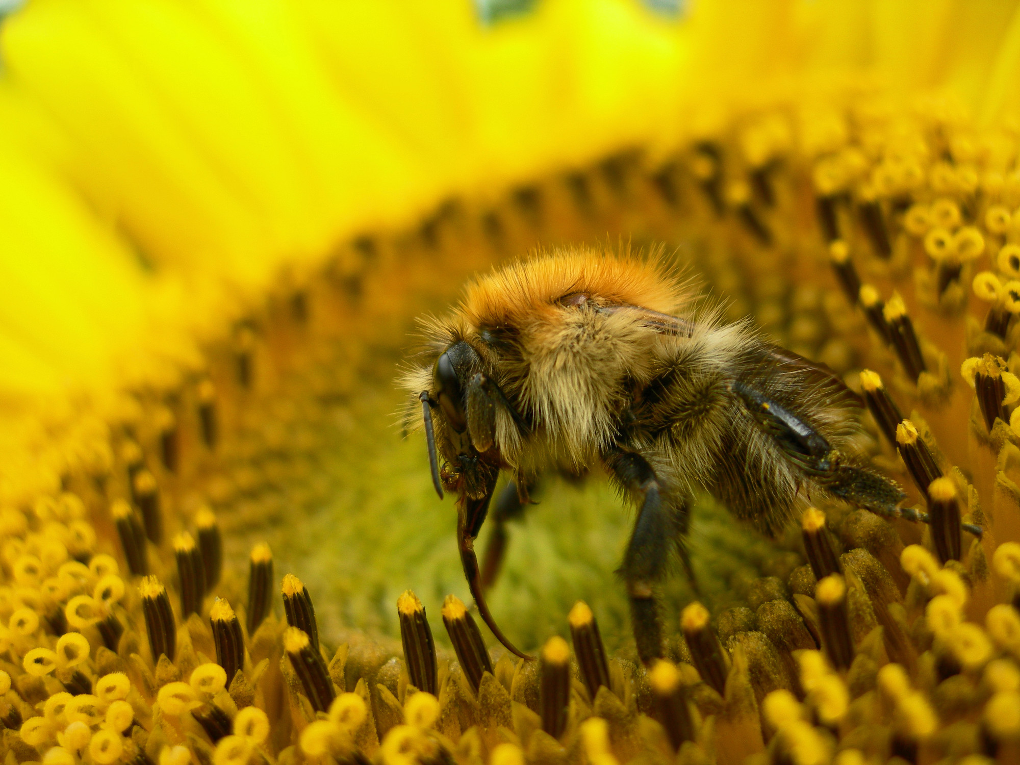 Airbnb pour les insectes