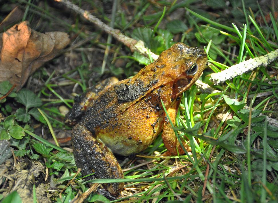 Guided Walk 'The Amphibian Migration'