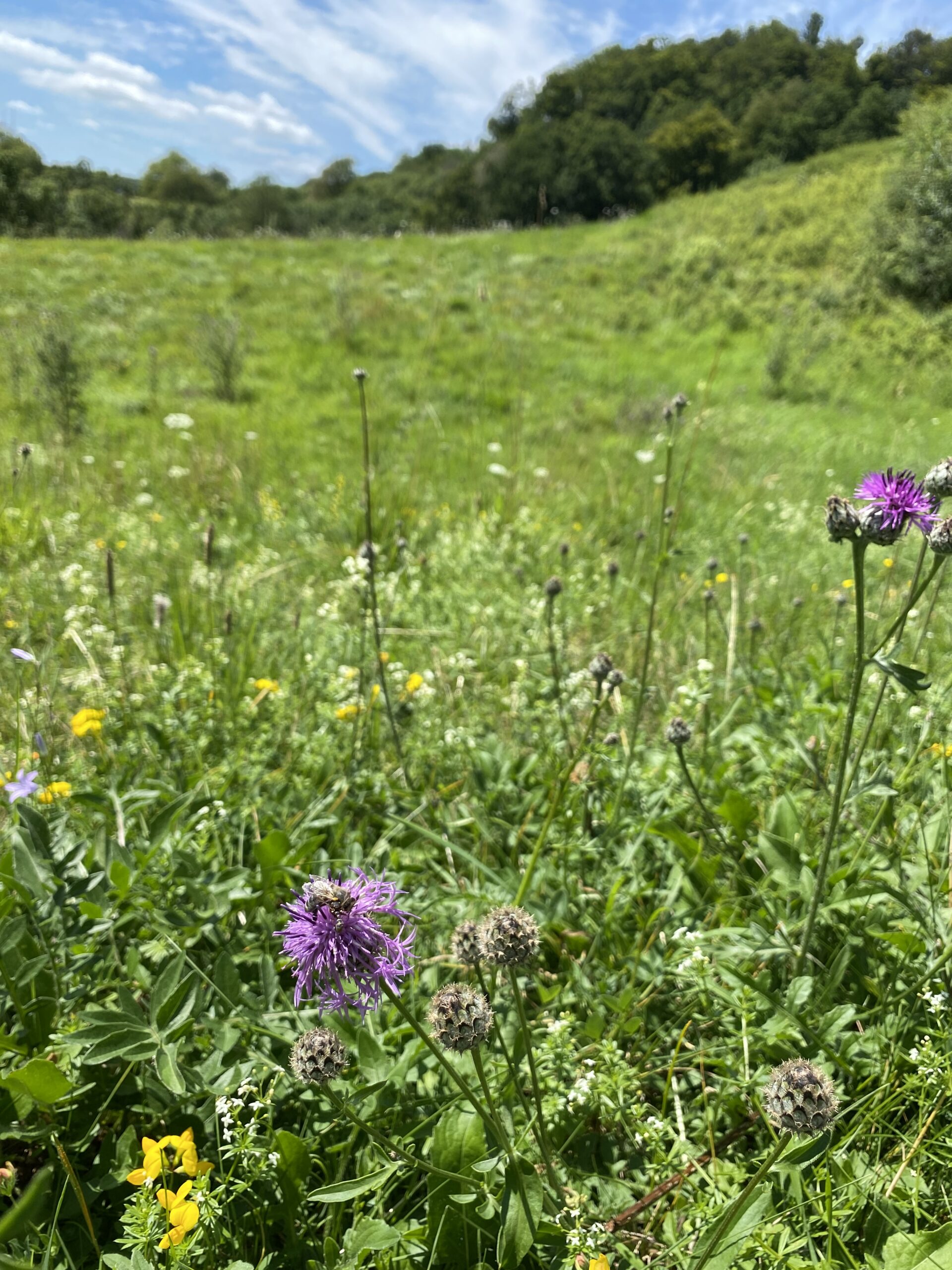 Fallow Land and Insects