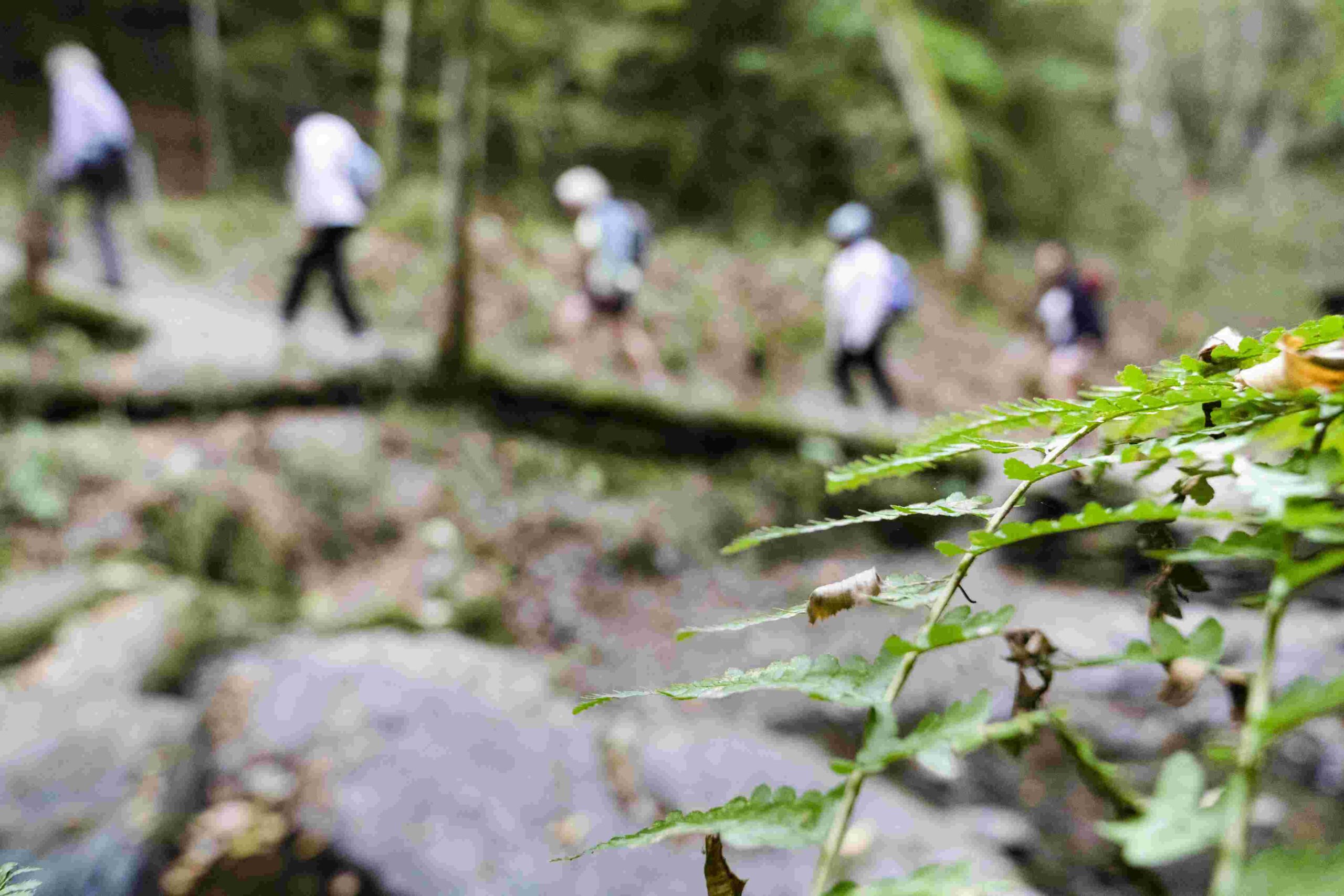 Meditative Hiking