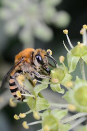 Exposition « La biodiversité à portée des yeux »